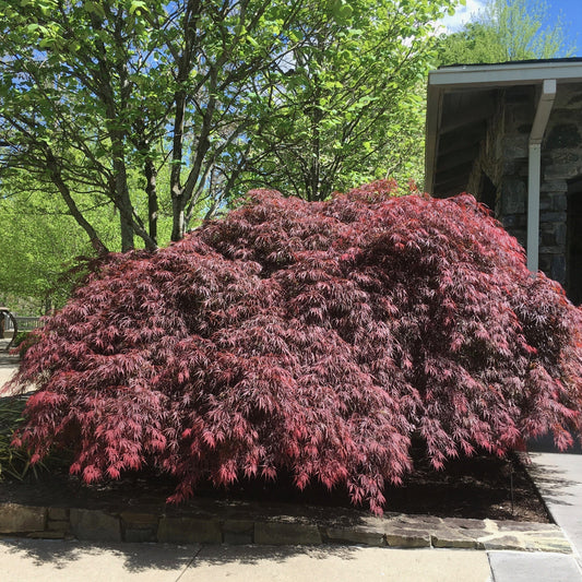Acer palmatum var. dissectum - Tamukeyama Japanese Maple