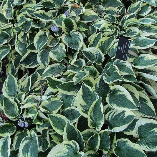 Hosta x  - Wide Brim Hosta