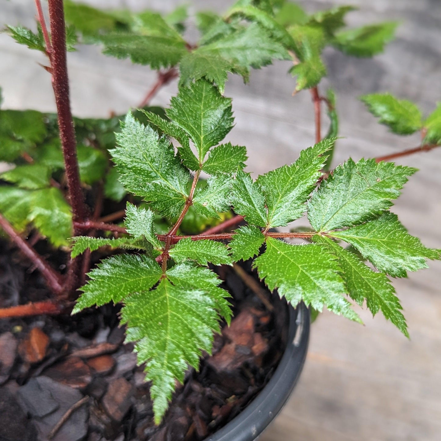 Astilbe chinensis  - Vision in Red Chinese Astilbe