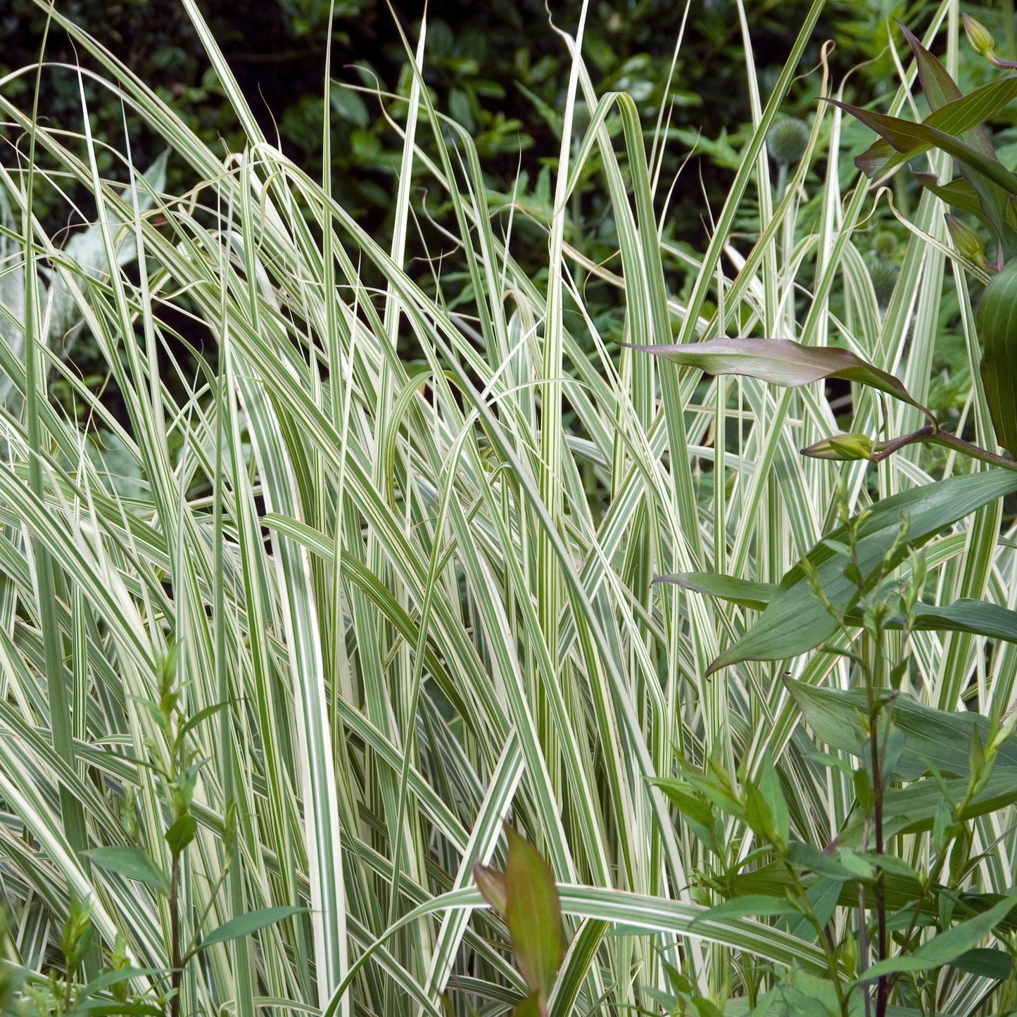 Miscanthus sinensis - Rigoletto Maiden Grass