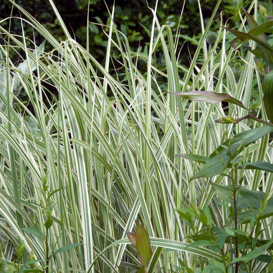 Miscanthus sinensis - Rigoletto Maiden Grass