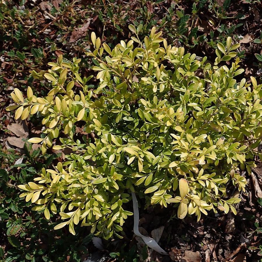 Buxus microphylla - Tide Hill Boxwood