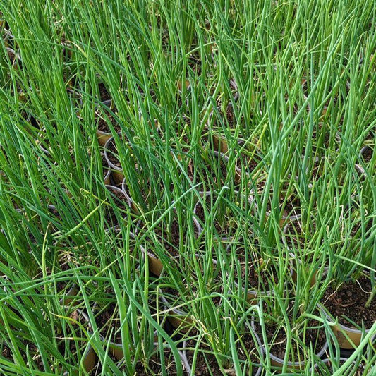 Allium fistulosum  - Scallion