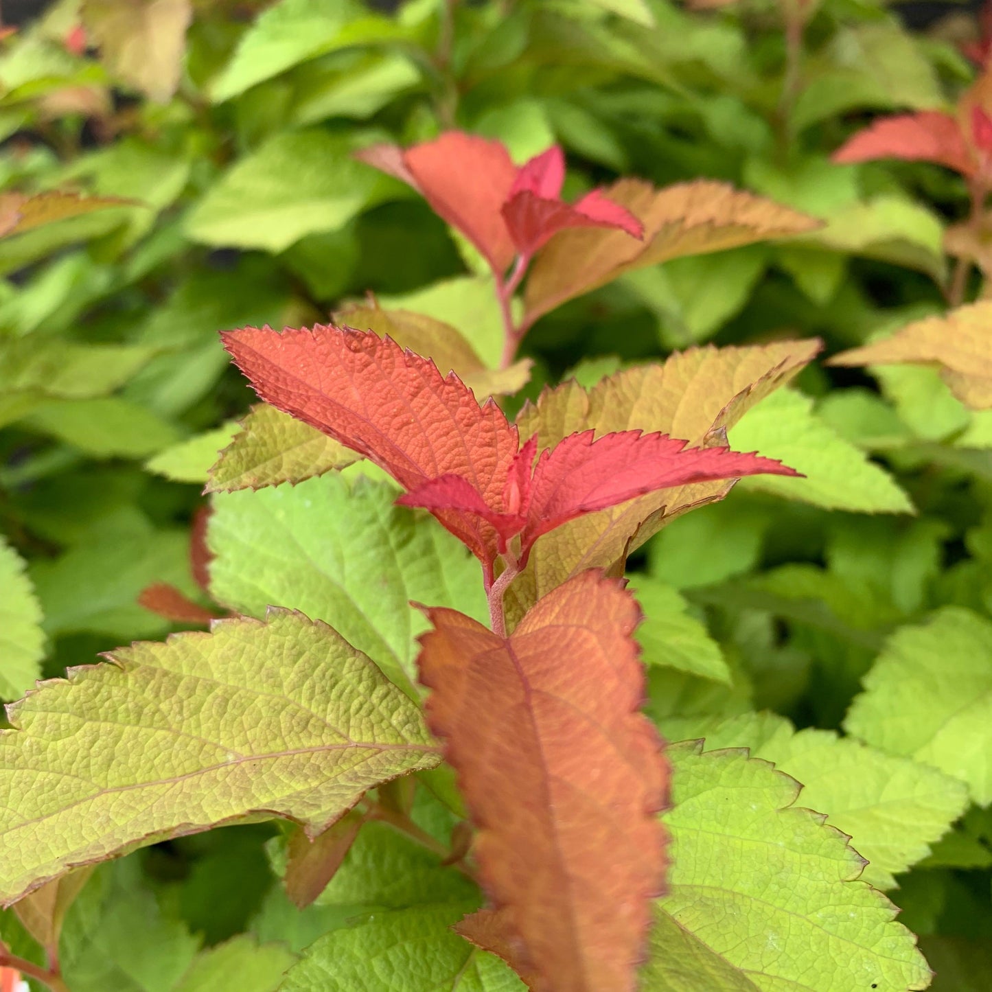 Spiraea japonica - Double Play® Candy Corn® Spirea