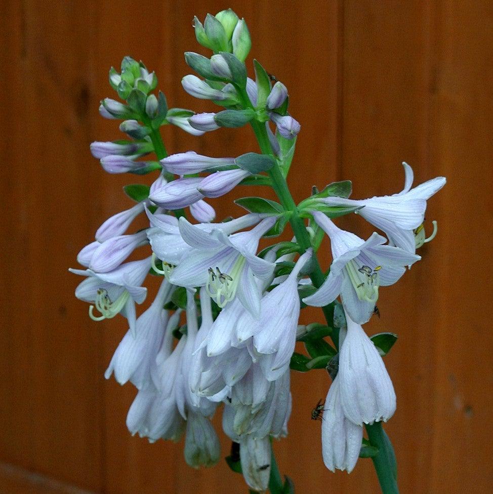 Hosta 'Frances Williams'