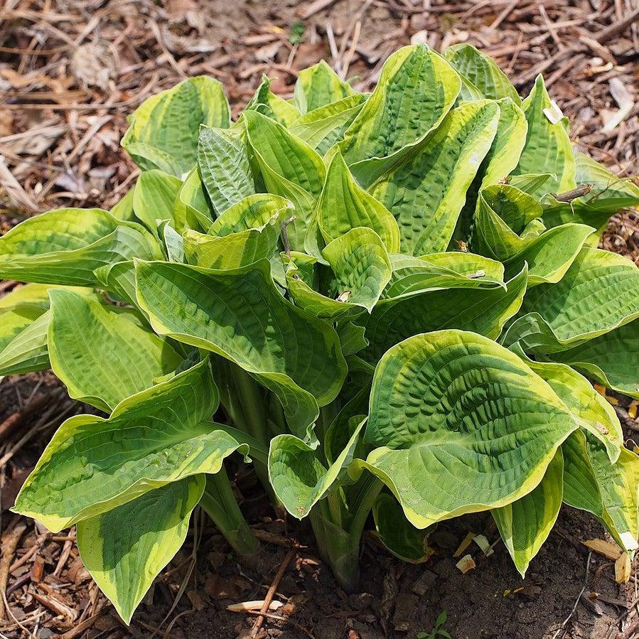 Hosta x  - Wide Brim Hosta