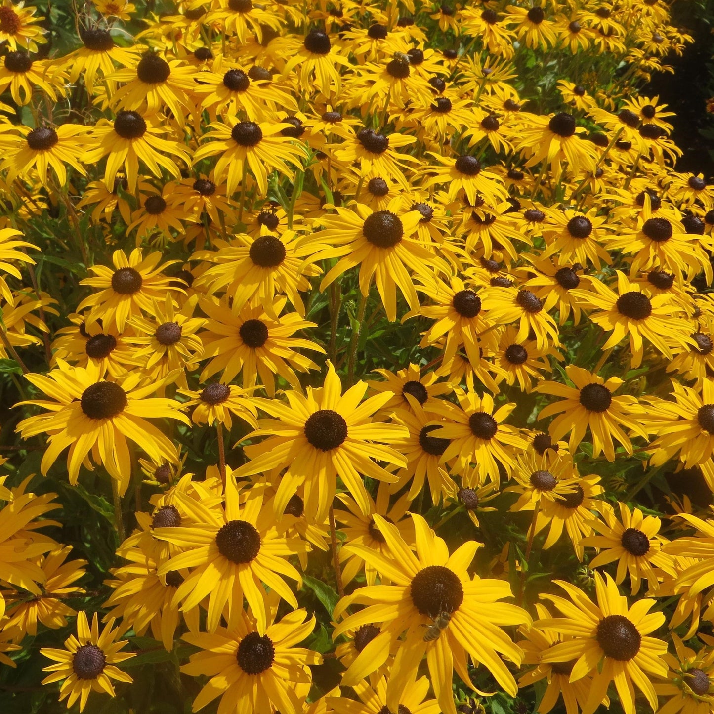 Rudbeckia fulgida var. sullivantii - Gold Blitz Black-Eyed Susan