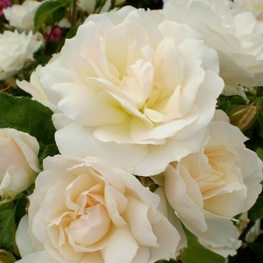 Rosa - Easy Elegance® Champagne Wishes Rose