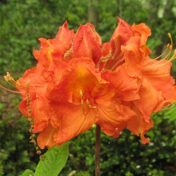 Gibraltar Azalea (Exbury hybrid)