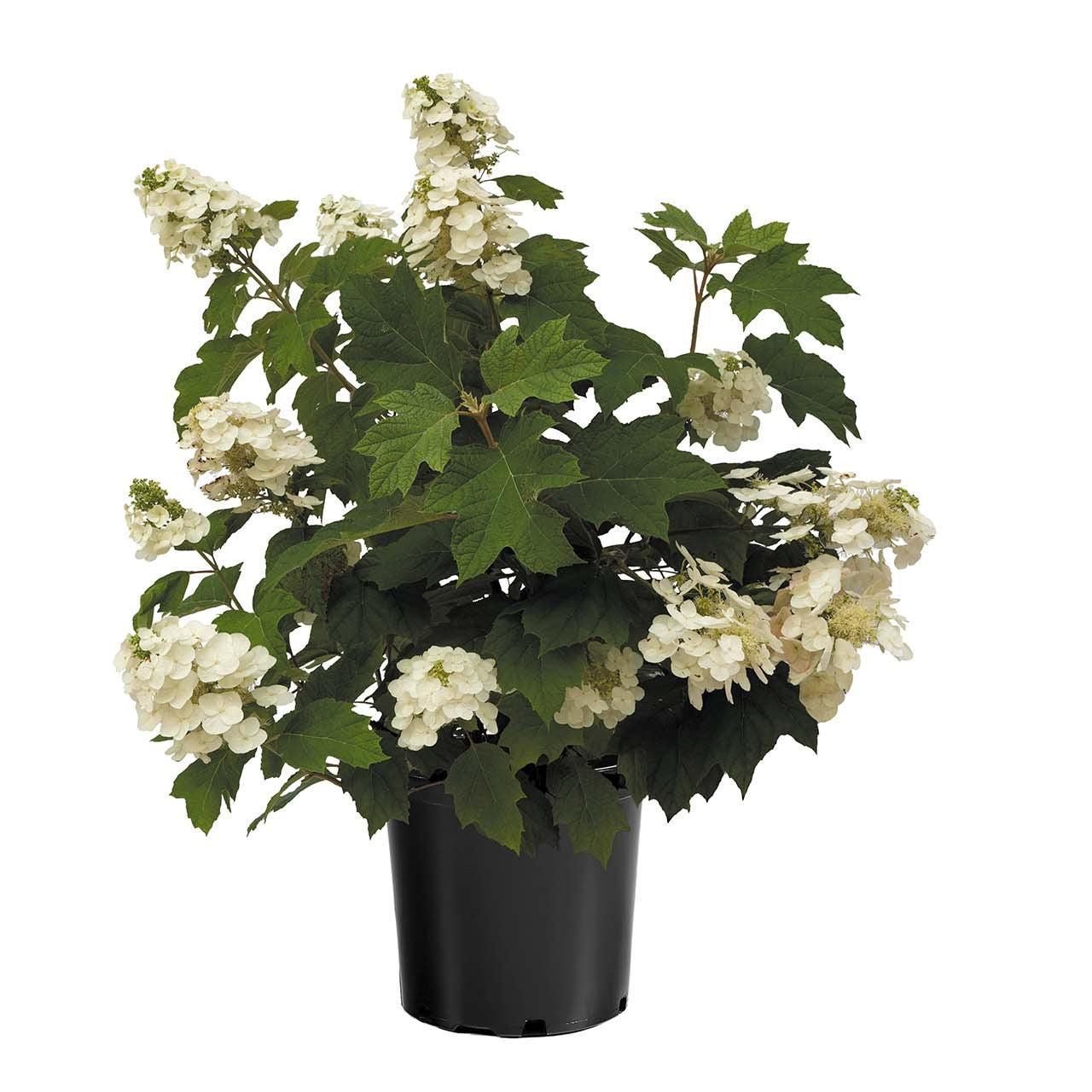 Hydrangea quercifolia - Autumn Reprise™ Hydrangea