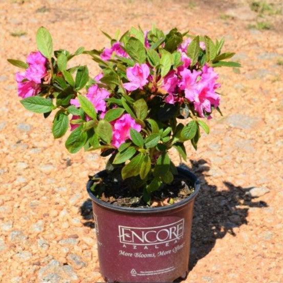 Encore® Autumn Royalty™ Azalea