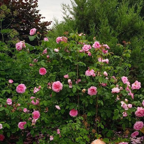 Rosa - Gertrude Jekyll® Rose