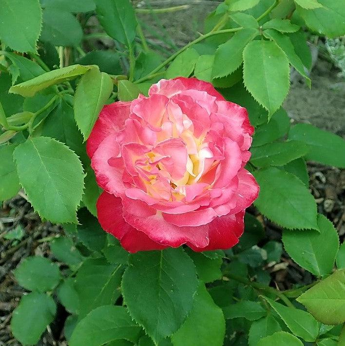 Rosa - Double Delight™ Rose