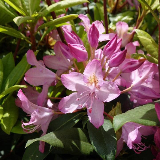 Rhododendron maximum  - Independence Rosebay Rhododendron