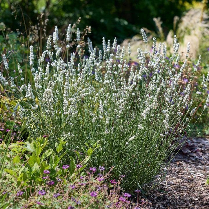 Lavandula x intermedia - Exceptional™ Lavender