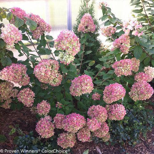 Hydrangea paniculata - Proven Winners® Little Lime® Hydrangea