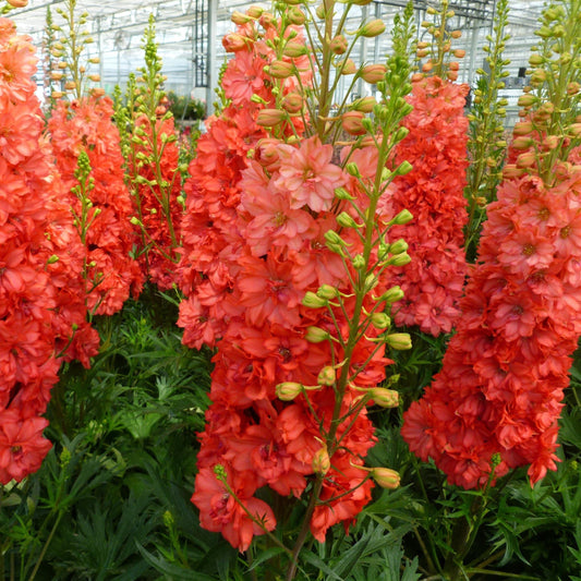 Delphinium - Red Lark Delphinium