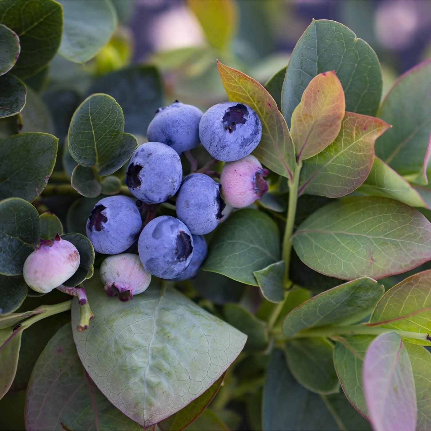 Vaccinium corymbosum - Bushel and Berry® Silver Dollar® Blueberry