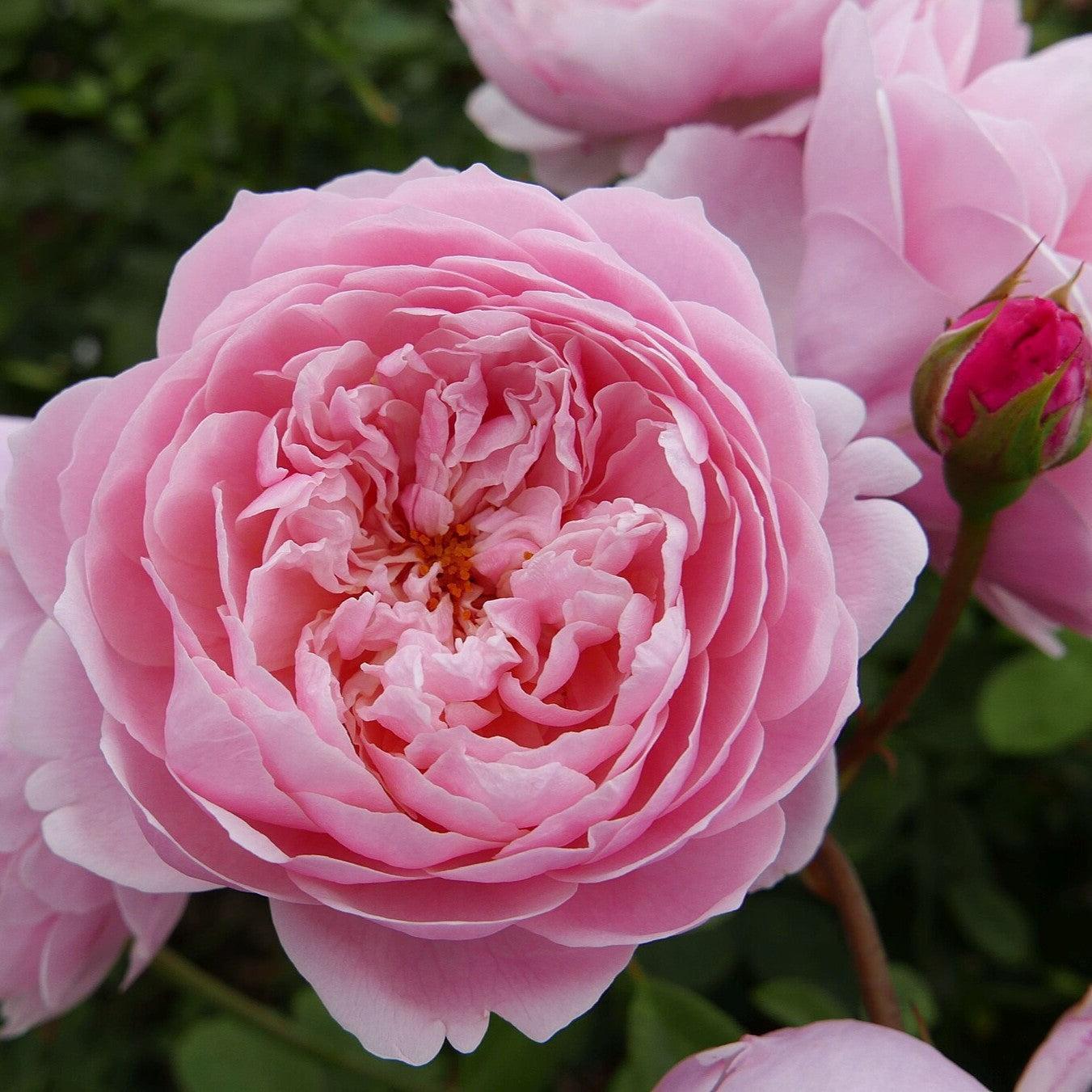 Rosa - The Alnwick® Rose