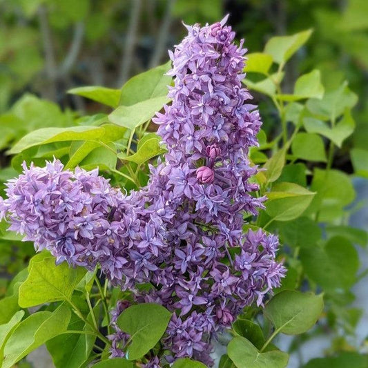 Syringa x hyacinthiflora - Royal Purple Lilac