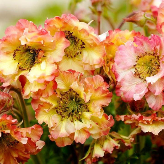Geum - Pretticoats™ Peach Avens