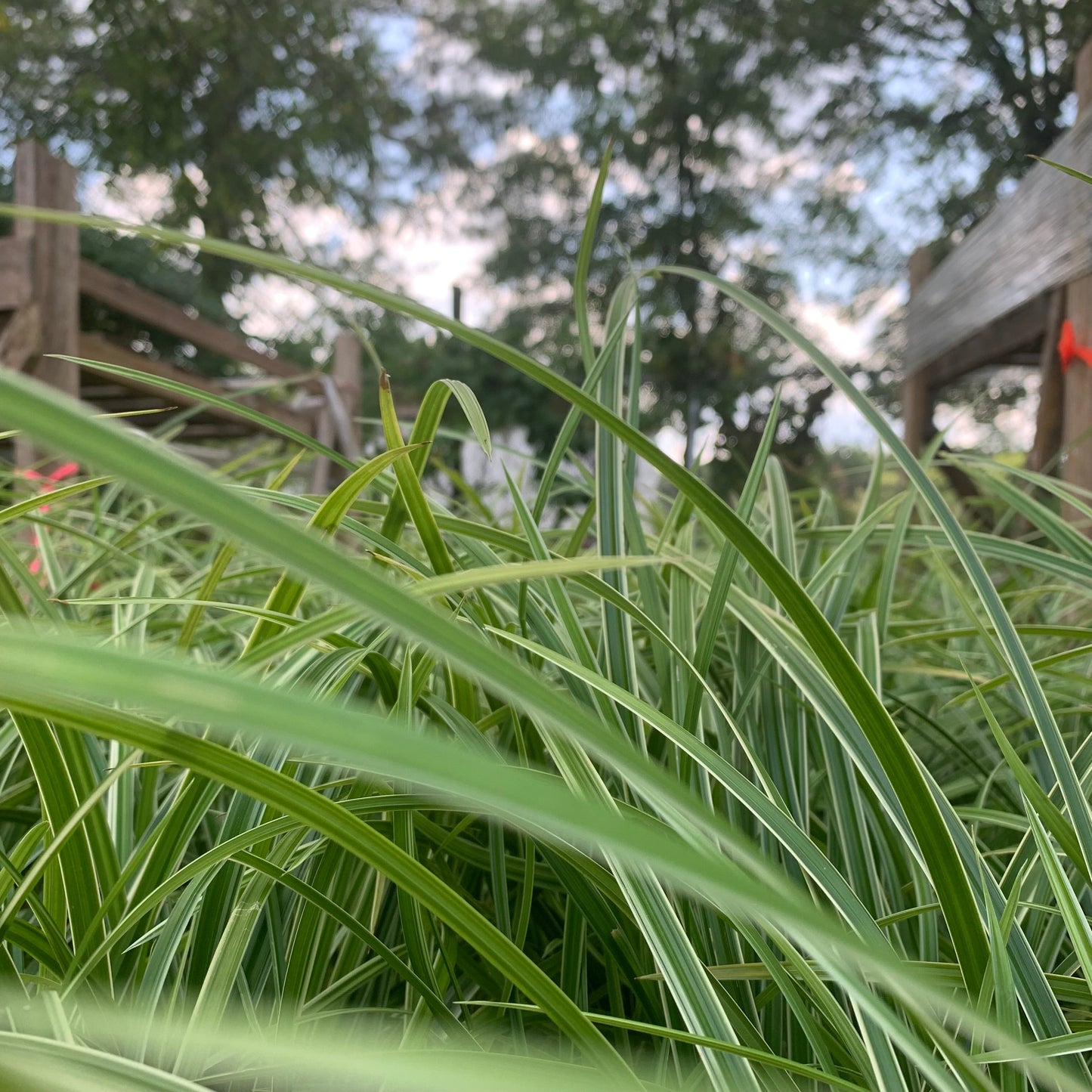 Carex morrowii - Ice Dance Sedge