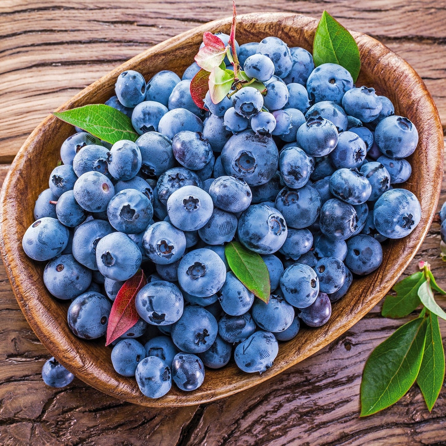Vaccinium corymbosum - Blueray Blueberry