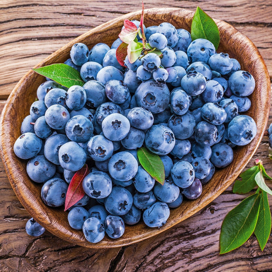 Vaccinium corymbosum - Blueray Blueberry