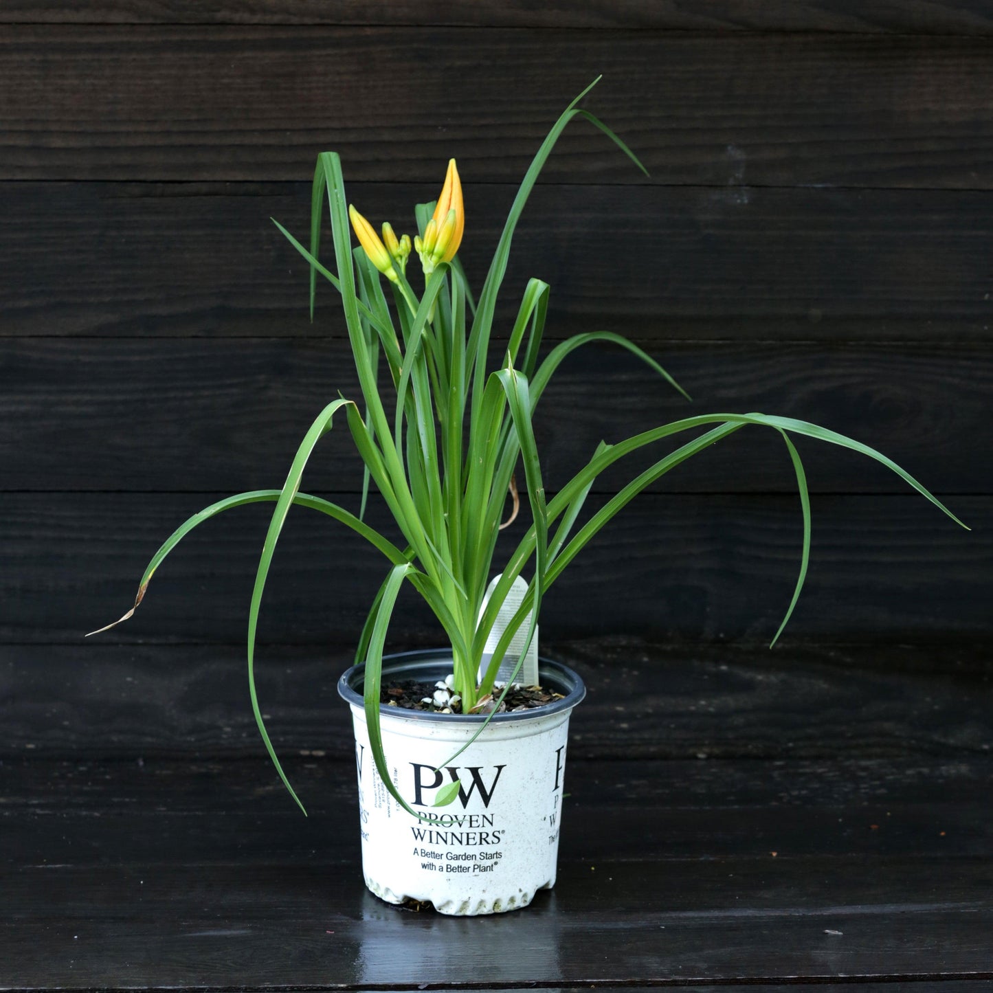 Hemerocallis - Rainbow Rhythm® 'Primal Scream' Daylily