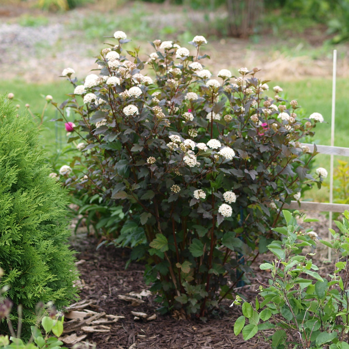 Physocarpus opulifolius - Diablo® Ninebark
