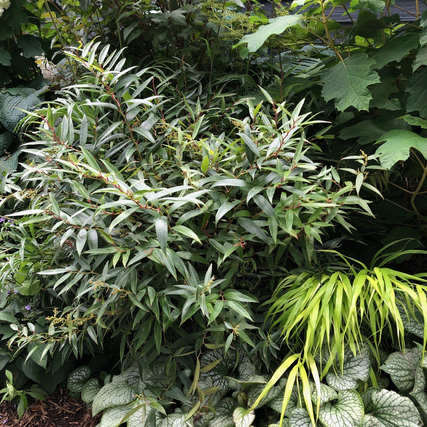 Leucothoe fontanesiana - ReJoyce Leucothoe