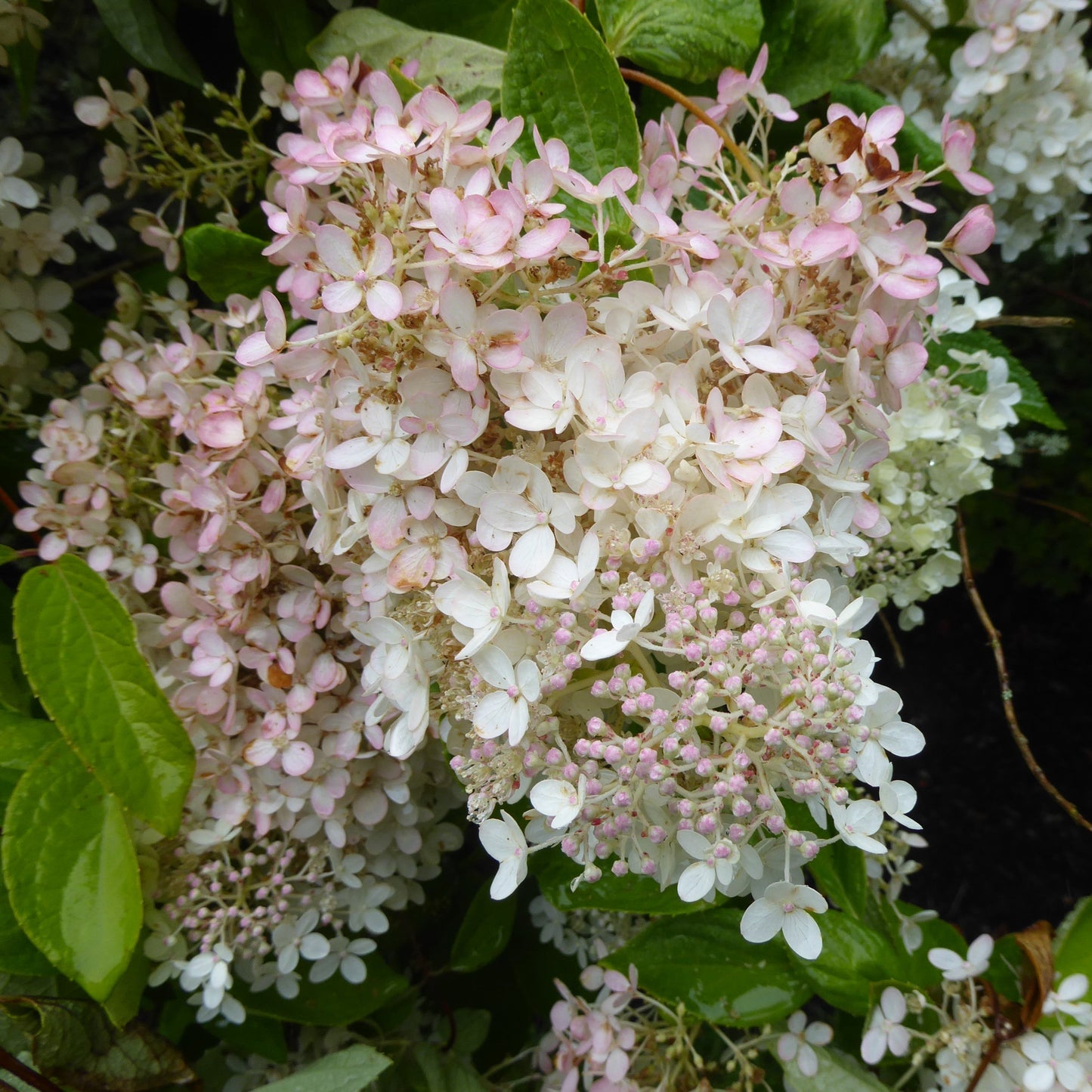 Hydrangea paniculata - Bloomin' Easy® Torch™ Hydrangea
