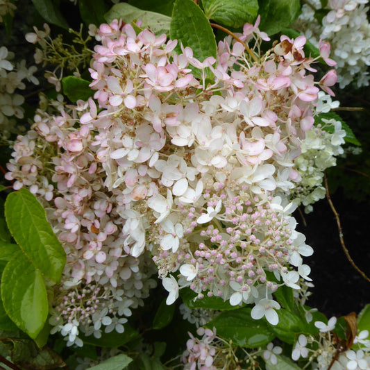 Hydrangea paniculata - Bloomin' Easy® Torch™ Hydrangea
