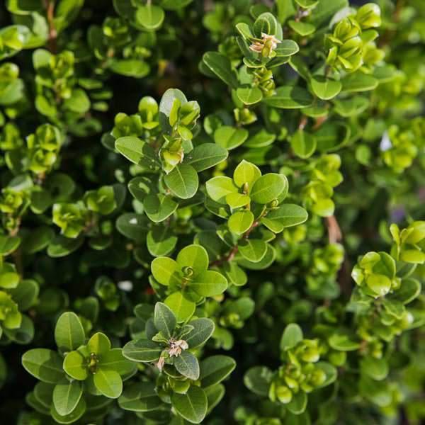 Buxus microphylla japonica - Baby Gem™ Boxwood