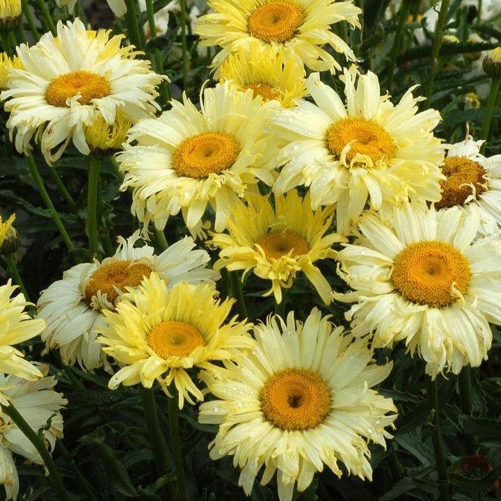 Leucanthemum x superbum - Goldfinch Shasta Daisy