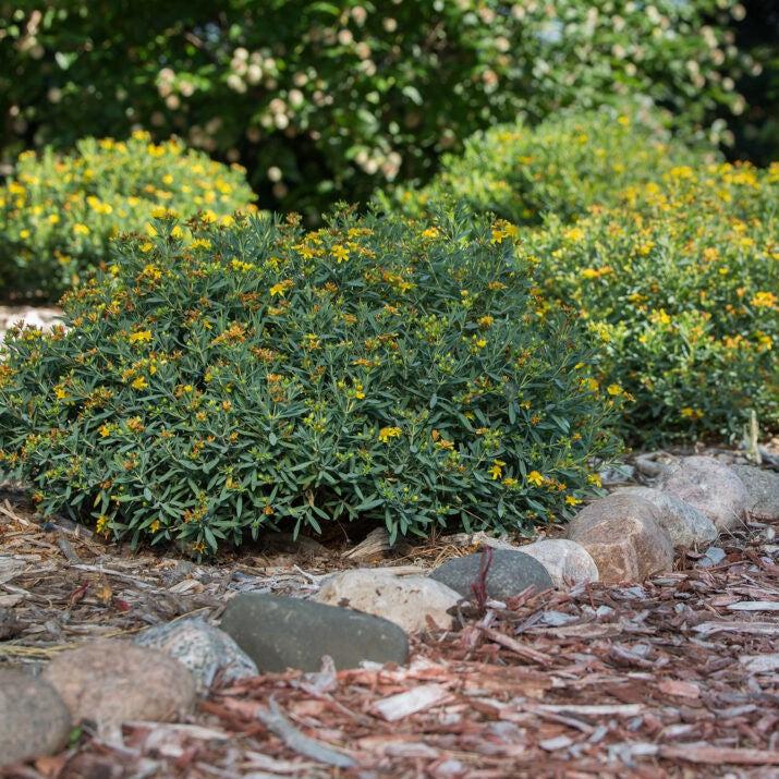 Hypericum kalmianum - First Editions® Cobalt-n-Gold™ St. John's Wort
