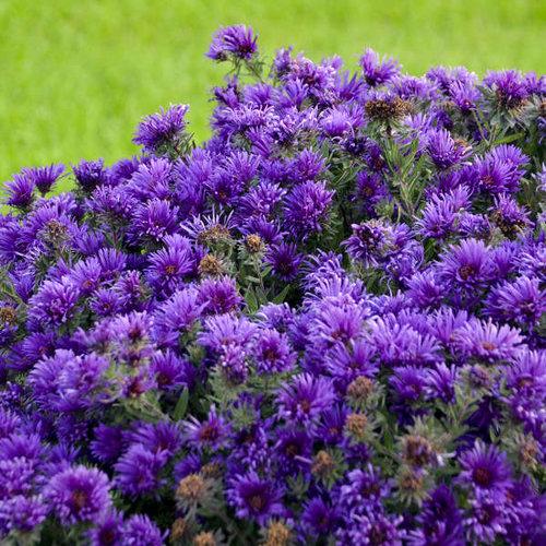 Aster novae-angliae - Grape Crush New England Aster