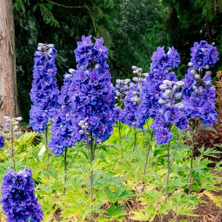 Delphinium x - Laser Beam™ Delphinium