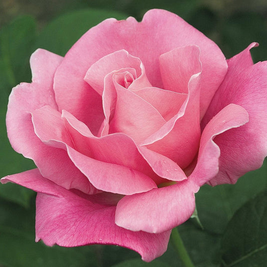 Rosa - Perfume Delight™ Rose