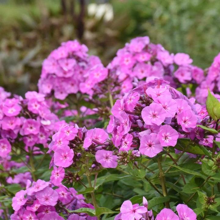 Phlox paniculata - Luminary® Evening Glow Phlox