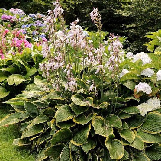 Hosta - Earth Angel Hosta