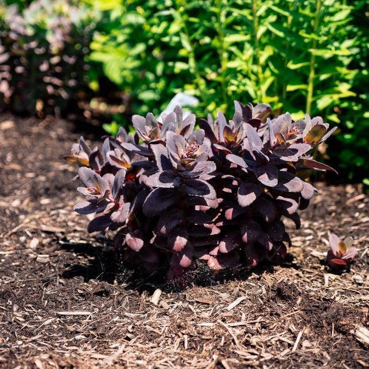 Sedum x - Puff Pastry™ Raspberry Stonecrop