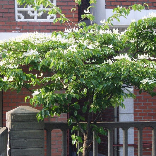 Cornus - Kousa Dogwood
