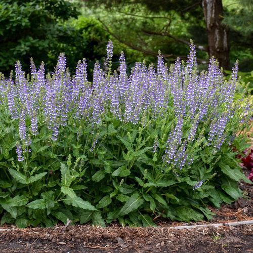 Salvia  - Color Spires® Azure Snow Salvia