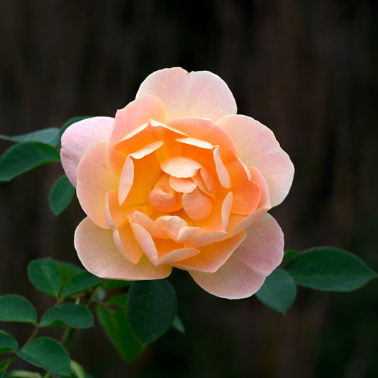 Rosa - The Lark Ascending® Rose
