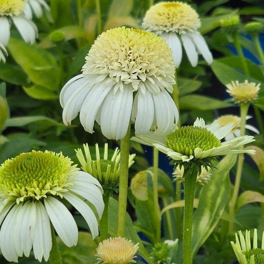 Echinacea purpurea - Vanilla Drip™ Echinacea