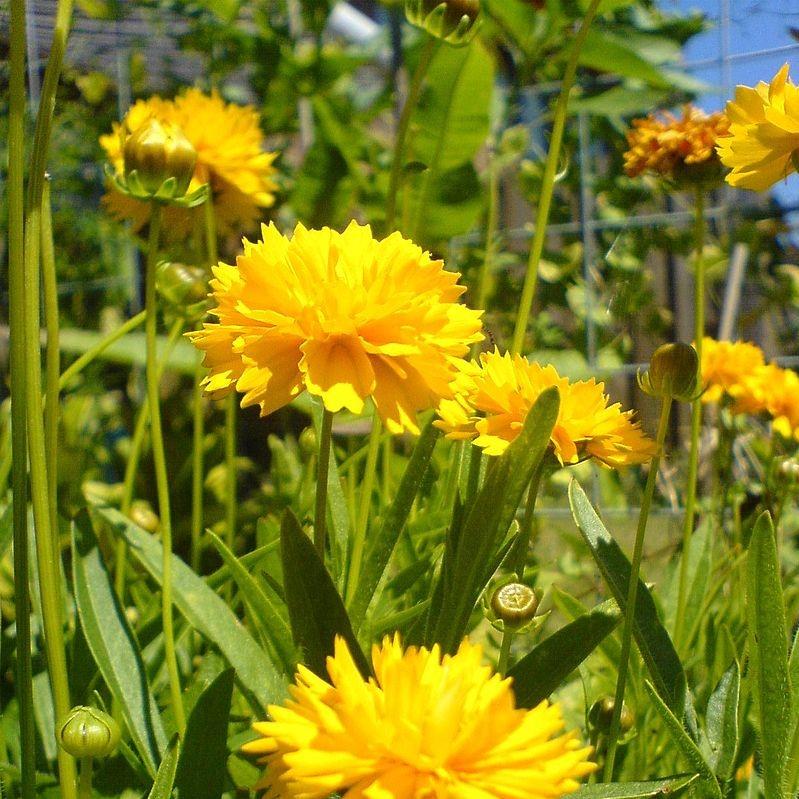 Coreopsis grandiflora - Solanna™ Golden Sphere Tickseed