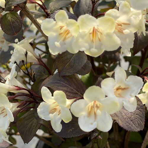 Weigela florida - Wine & Spirits® Weigela