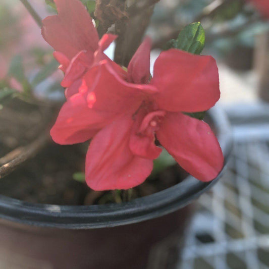 Encore® Autumn Bonfire™ Azalea