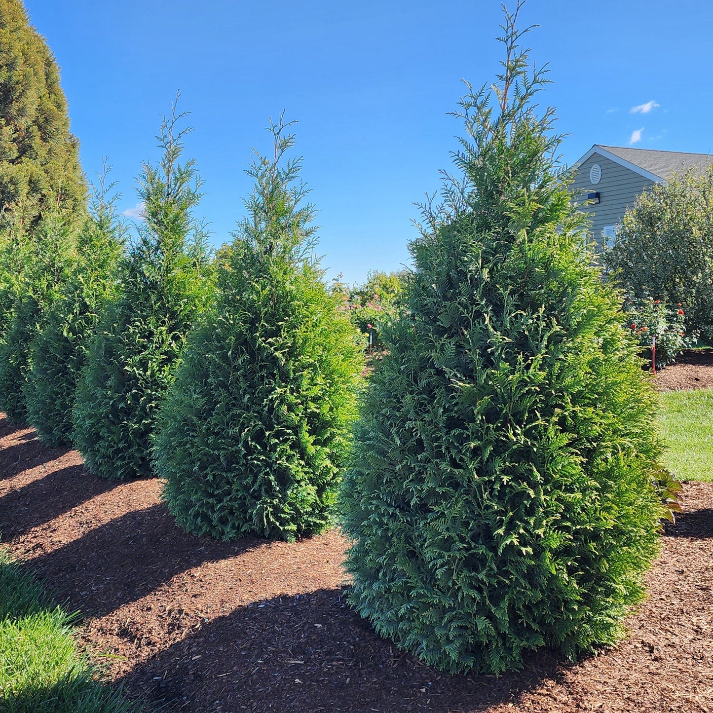 Thuja occidentalis - Junior Giant Arborvitae